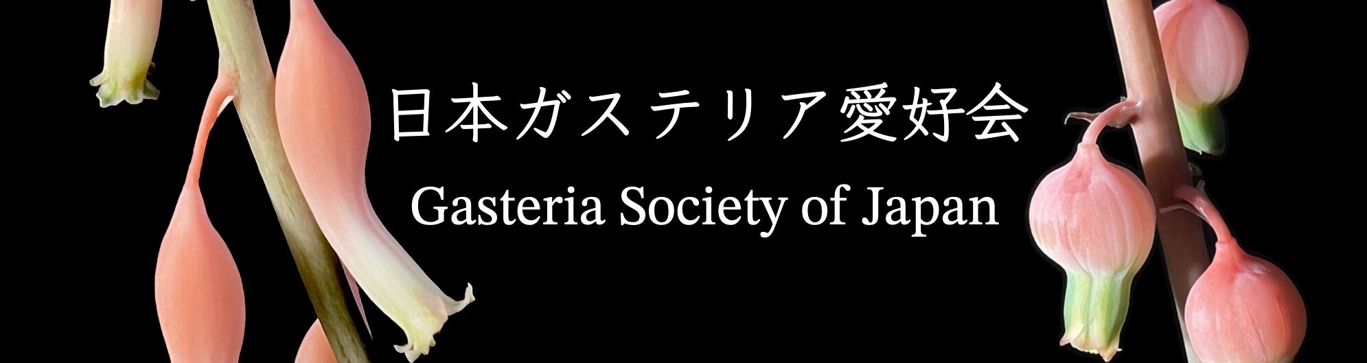 日本ガステリア愛好会(Gasteria Society of Japan))