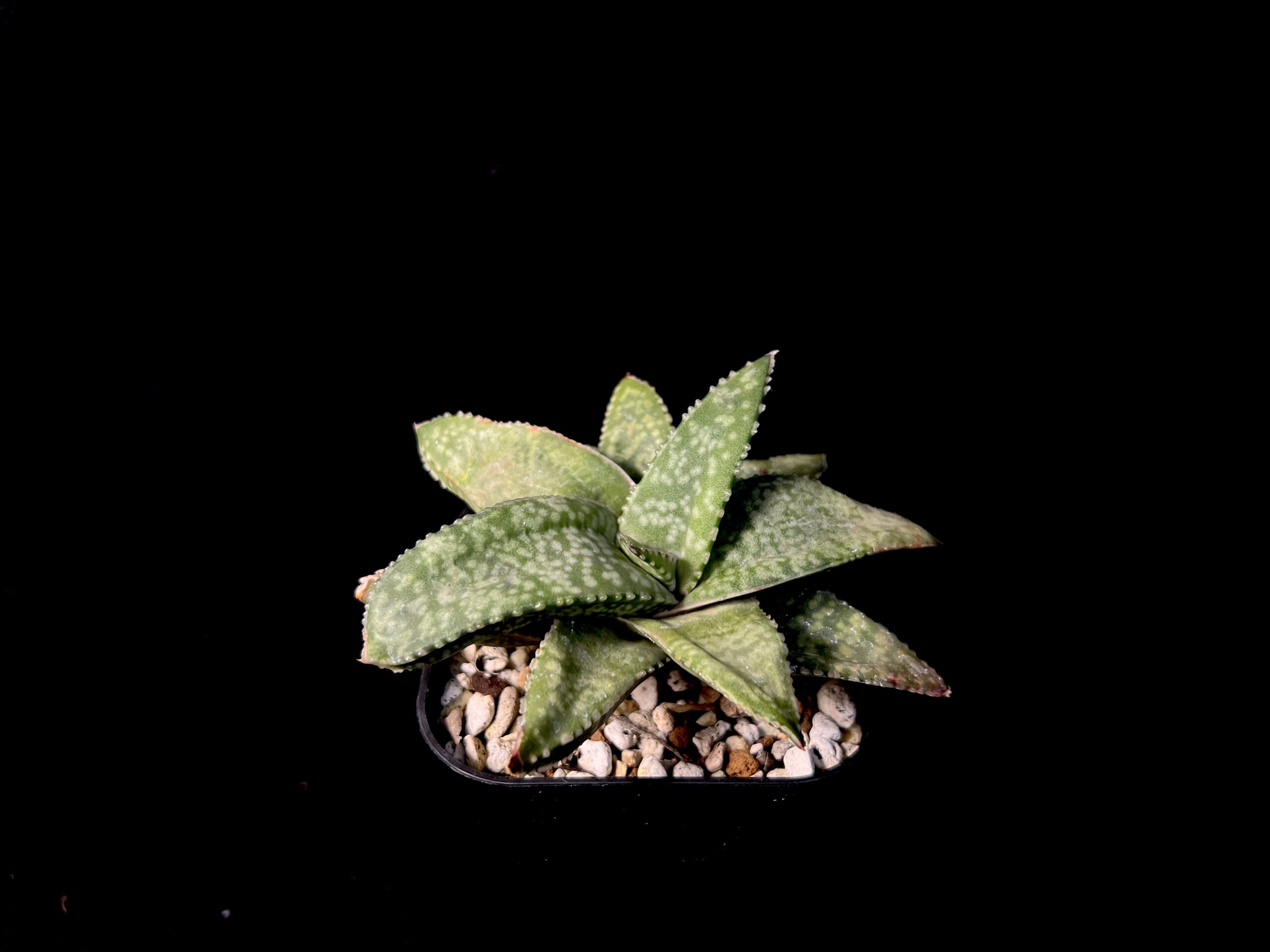 原種：フロッキー (vlokii)